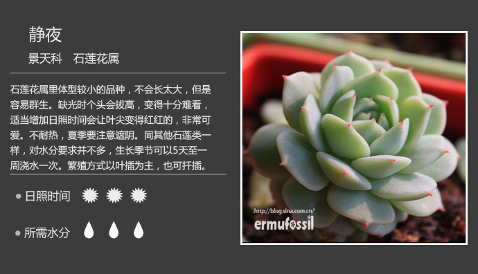 1000种多肉植物珊瑚图鉴,最全多肉品种图鉴