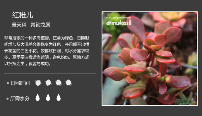 1000种多肉植物珊瑚图鉴,最全多肉品种图鉴