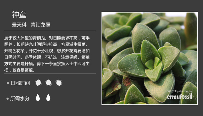 1000种多肉植物珊瑚图鉴,最全多肉品种图鉴