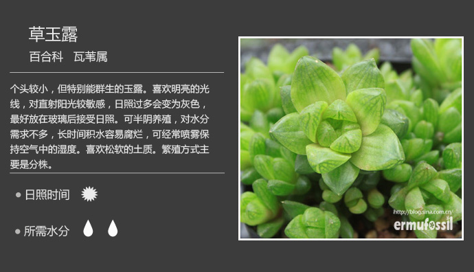 1000种多肉植物珊瑚图鉴,最全多肉品种图鉴