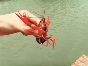 猫咪和小龙虾,猫和小龙虾之间的对决