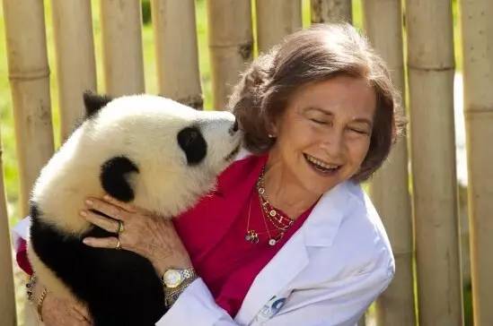 功夫熊猫是四川熊猫还是秦岭熊猫,为什么熊猫是中国的国宝