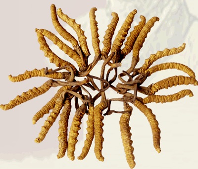 冬虫夏草胶囊骗局,冬虫夏草胶囊哪个牌子最好