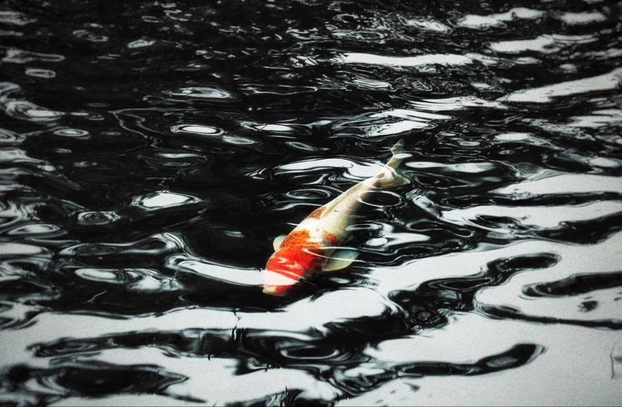 当我从鱼山的每一个角落路过