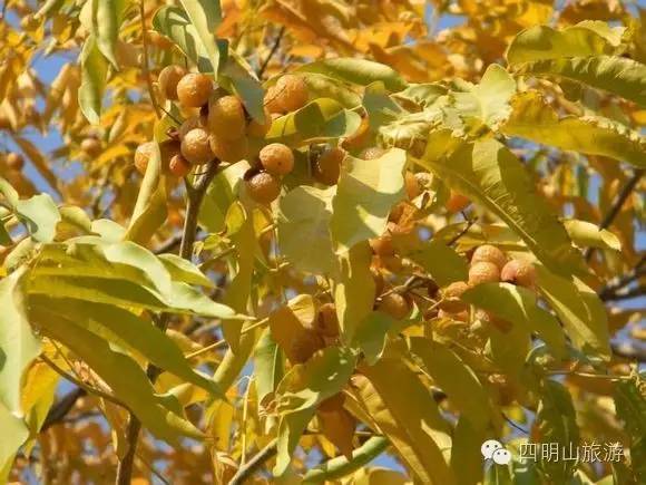 过季就来不及了，快去四明山上捡“黄金果”！（附全攻略）