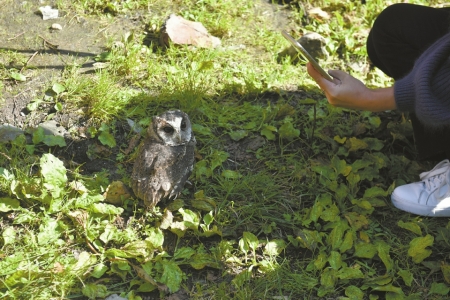 雕兄请杨过吃蛇胆,雕兄大展神威