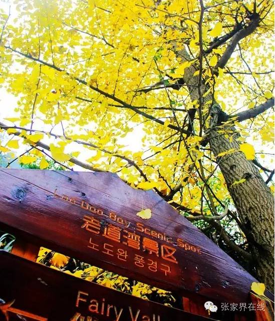 影像张家界季节篇：深秋的印记