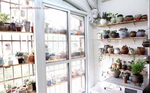 阳台上漂亮的多肉,阳台上的多肉又变美了