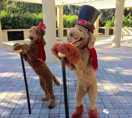 一群逆天的巨型贵宾犬,软萌的大型犬巨型贵宾犬