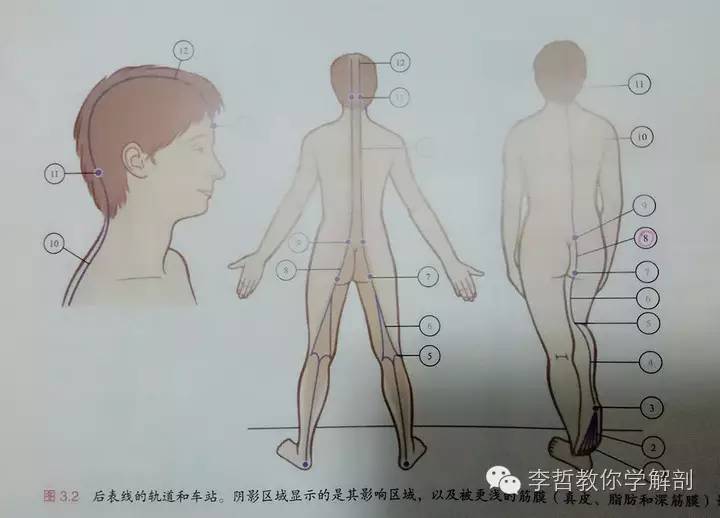 学员精彩笔记(2)|什么是后表线?它到底在人体中扮演怎样的角色