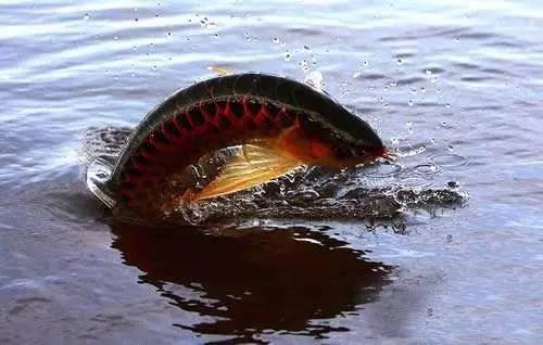 选鱼养鱼那些事儿，养鱼人一定要看！