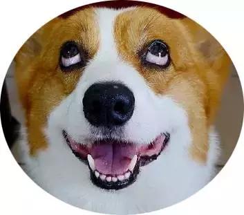 狗狗出行需要带什么,带狗狗遛弯有什么需要注意的