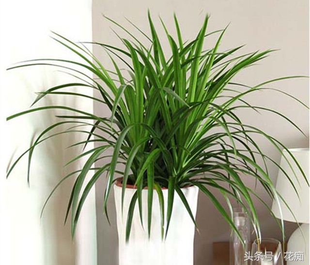 龙须兰怎么养才能更旺盛,龙须兰冬天怎么养