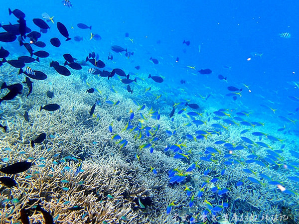 帕劳世界七大海底奇观,帕劳夕阳奇观图片