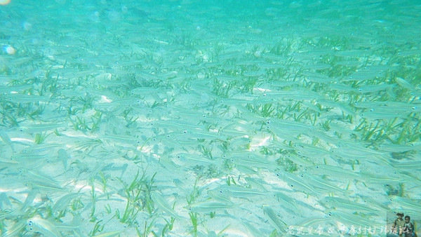 帕劳海底鲨鱼图片大全,帕劳海洋奇观之谜