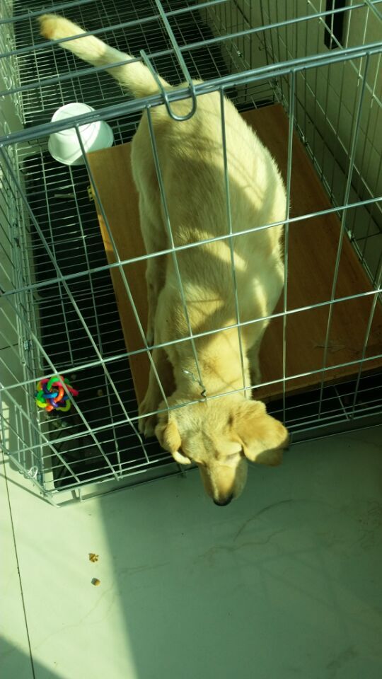 治疗犬瘟的药哪里可以买,犬瘟去药店买啥药