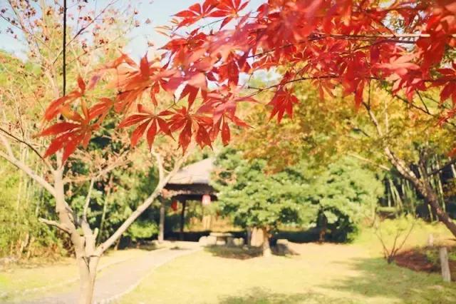 在宜兴竹海，阅读作家笔下的秋！