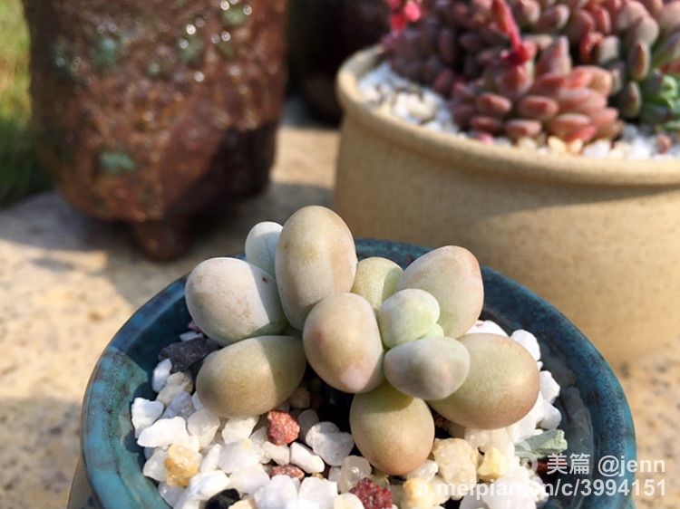 我的多肉小苗一直在露养用遮阳吗,露养冬天的第一盆多肉