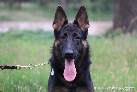 德牧的遗传倾向性疾病,怎么才能让德牧有警觉性