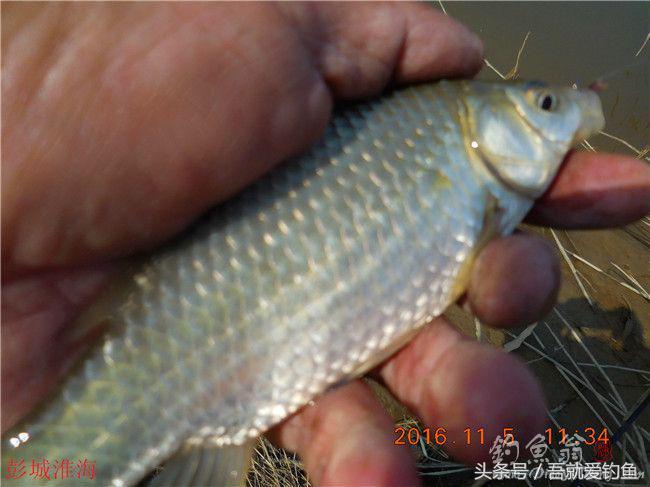 窝料大河野钓推荐,再钓东河水库