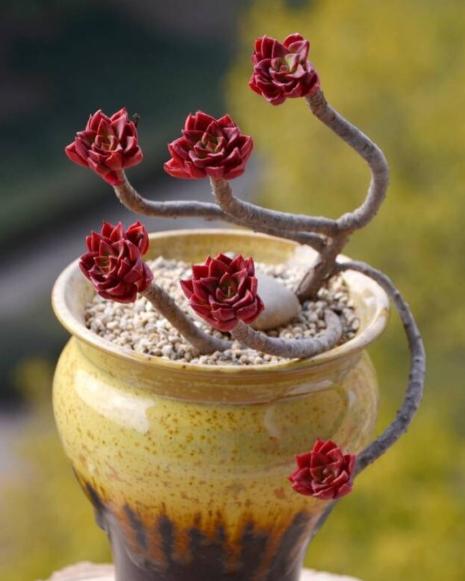 怎么养多肉植物才不会死,多肉植物容易养死原因