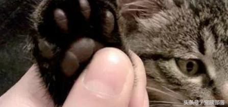 汪星人：铲屎的你是不是故意输错三次密码，老娘支付宝登录不了？