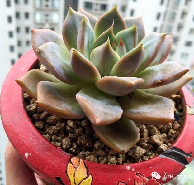 省下来的钱都用来种多肉了 (双十一福利多肉花盆)