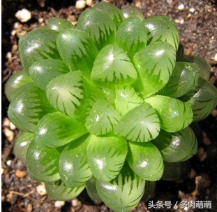 冰清玉洁的少女：冰灯玉露