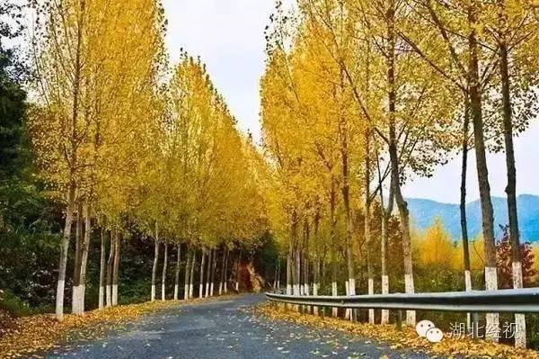 武汉秋天不可错过的美景,武汉踏春打卡地