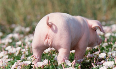 猪不爱吃饲料原因,养猪技术大全猪低烧不吃食怎么办