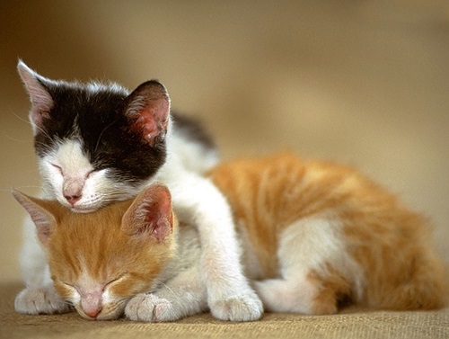 小奶猫窒息怎么办,宠物猫意外勒死在房中怎么处理