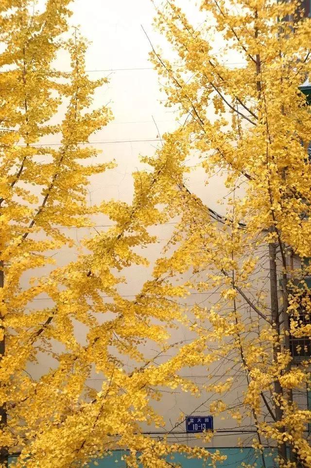 所有物是人非里我最怀念你,南京二十九中