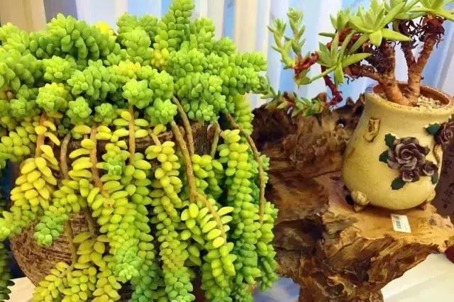 一个爱折腾的90后,多肉90后大叔