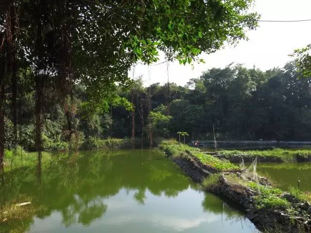 大亚湾变化,大亚湾翻天覆地的变化