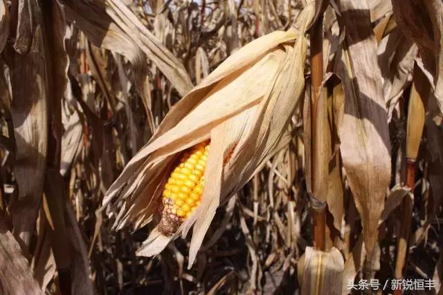 玉米育种的基本思路和方法,玉米育种的正确方法