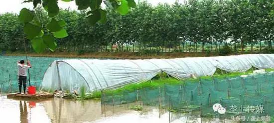 湖北省哪个地方的鱼最好吃,湖北最好吃的淡水鱼在哪里