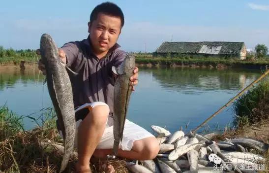 湖北省哪个地方的鱼最好吃,湖北最好吃的淡水鱼在哪里