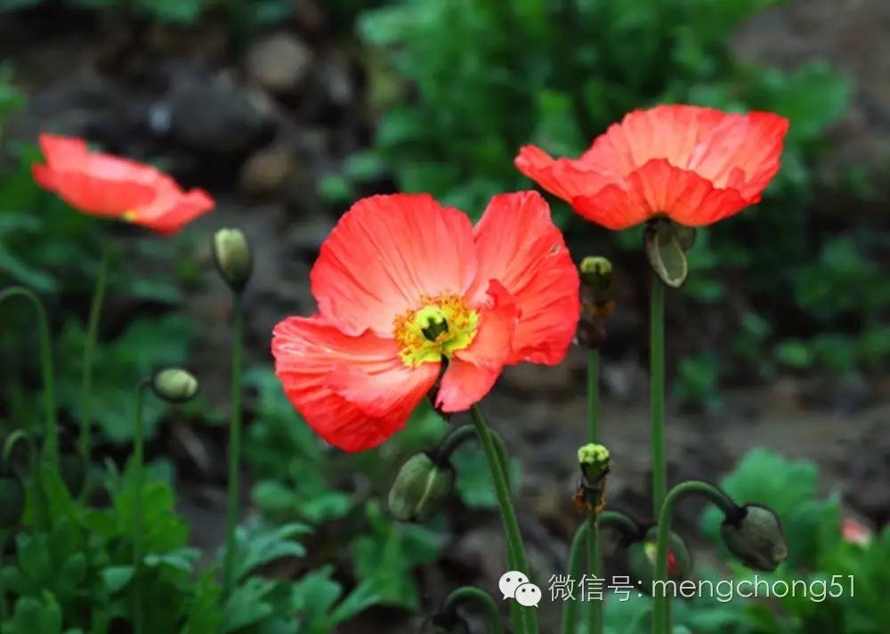 对猫咪有毒的植物有哪些？猫咪误食毒性植物怎么办？
