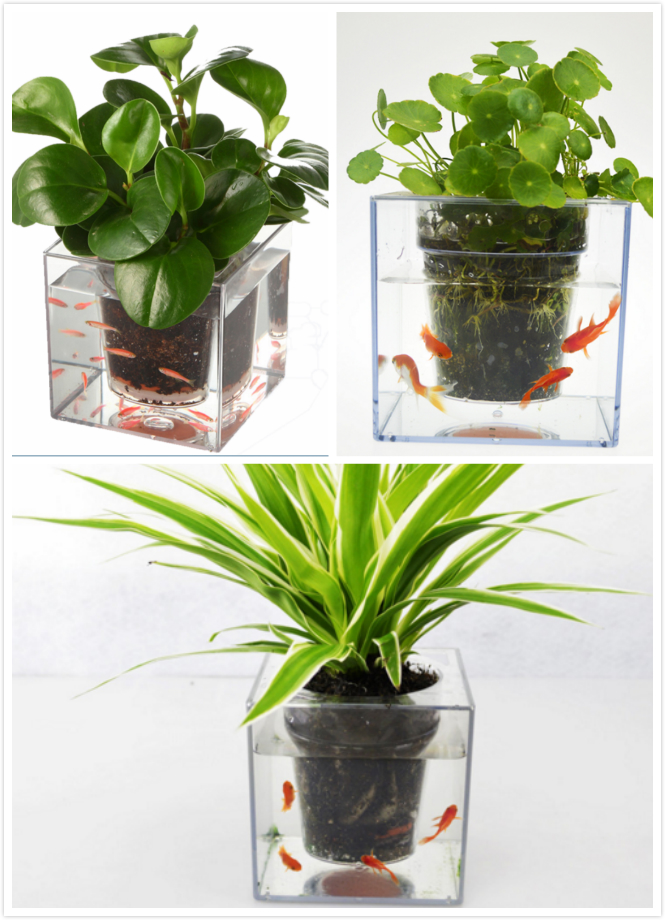 彻底告别植物杀手,告别植物杀手