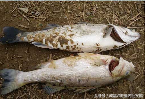 病毒疾病和细菌疾病区别,细菌性和病毒性症状怎么区别