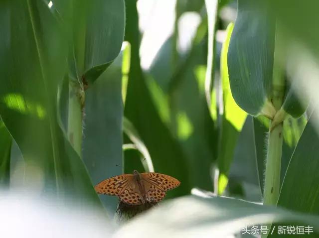 玉米育种的基本思路和方法,玉米育种的正确方法