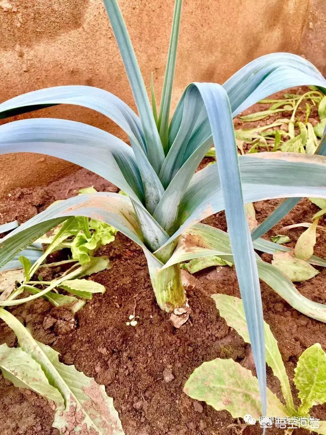 外国务工厨子介绍老外做饭用不用葱姜蒜，用的窍门有哪些呢