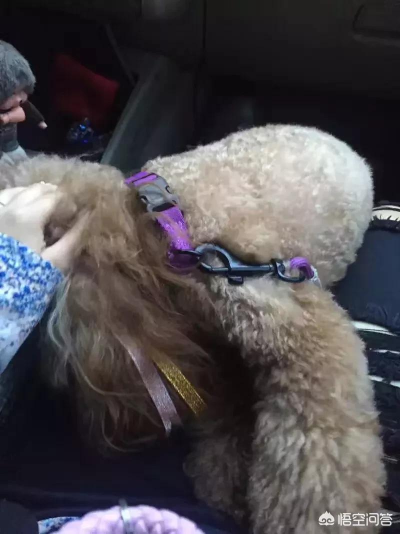 一只狗怎么对付铲屎官,狗子不听话凶主人