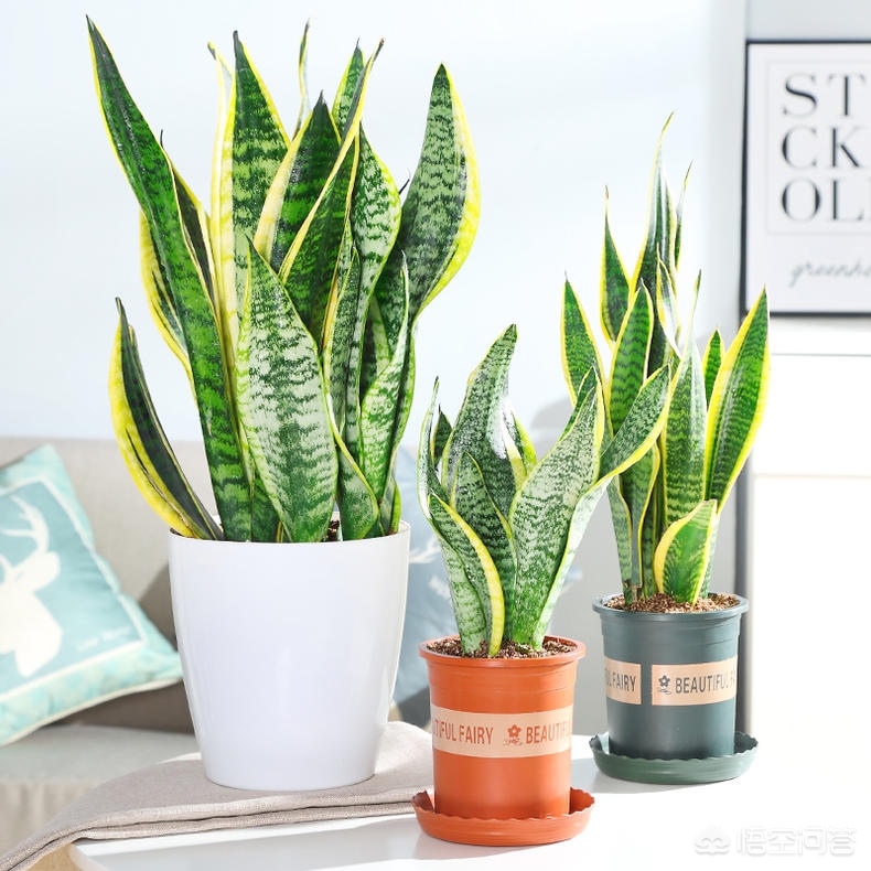 已入住的房子怎样快速去除甲醛,新房入住如何快速去除甲醛