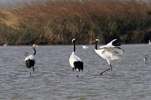 江苏三个沿海城市,江苏哪3个沿海城市