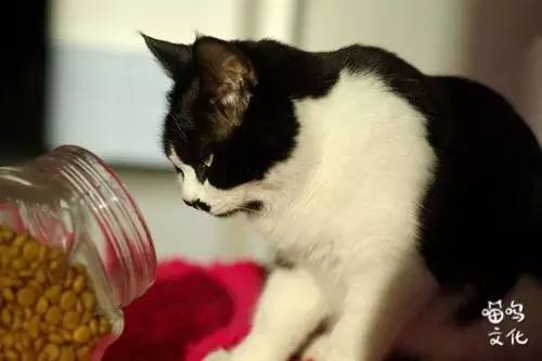 猫咪过于调皮如何调教,铲屎官进来看