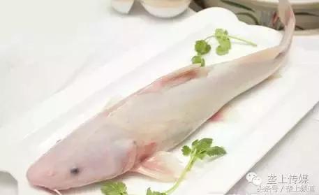 湖北省哪个地方的鱼最好吃,湖北最好吃的淡水鱼在哪里