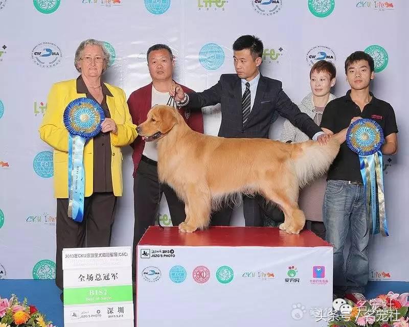 金毛寻回犬产地在哪,正规犬舍赛级双血统金毛幼犬