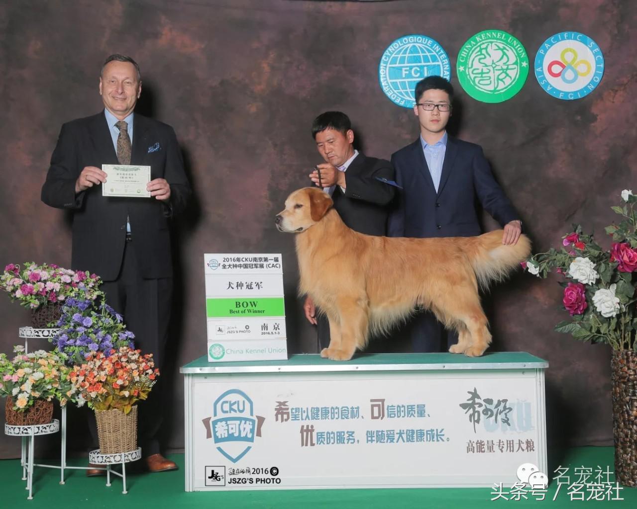 国内知名金毛犬舍有哪些品牌,有哪些犬舍主卖纯种金毛幼犬