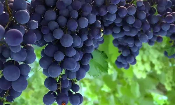 孕晚期b超数据比上次变小了,下腹部很大像怀孕一样